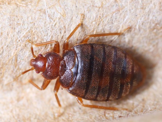 nettoyage-appartement-infesté-punaise-de-lit-marseille