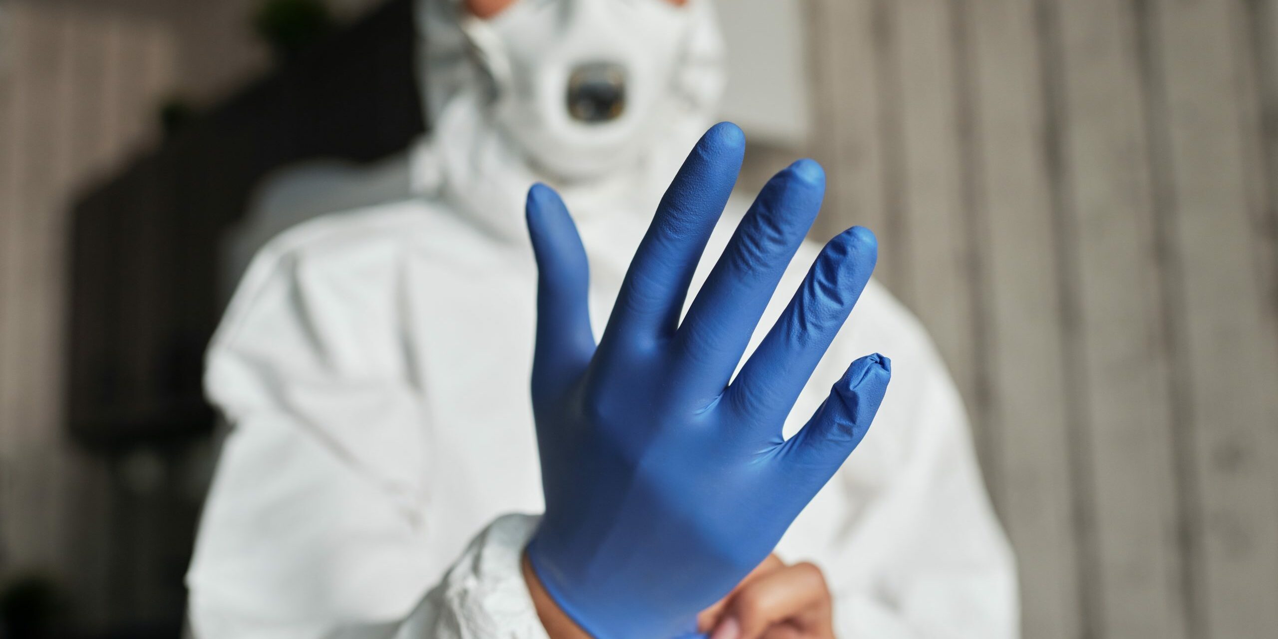 punaises de lit punaises de lit