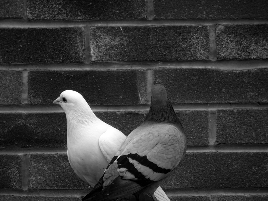 image de pigeon pour le nettoyage de fientes de pigeon par sinope service