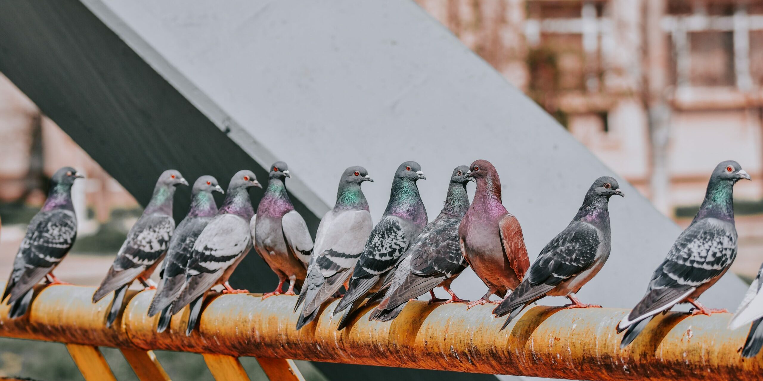 La protection des bâtiments contre les pigeons