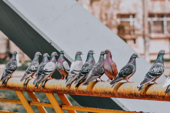 comment enlever les pigeons du balcon