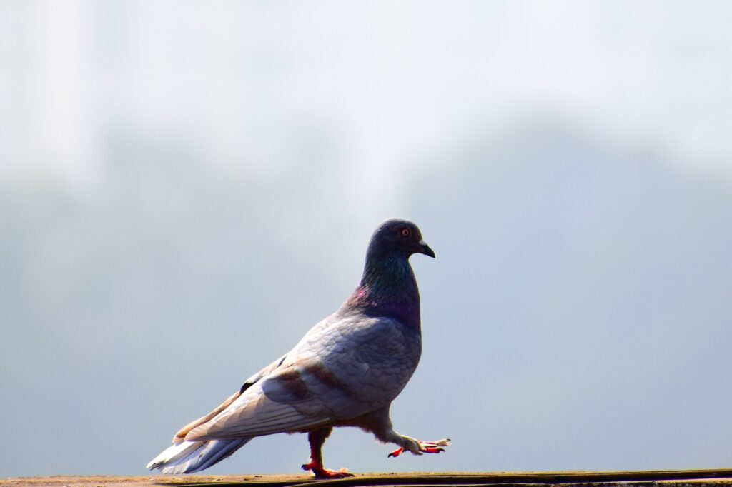 comment enlever les pigeons du balcon